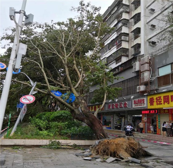 連根拔起的大樹(shù)和電線桿 連根拔起的大樹(shù)和電線桿