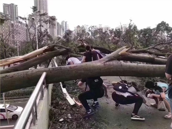 在斷林里穿梭的市民1 在斷林里穿梭的市民1