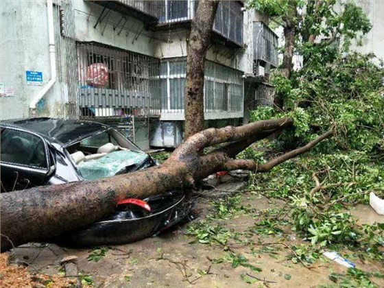 被倒地大樹(shù)壓扁的轎車(chē) 被倒地大樹(shù)壓扁的轎車(chē)